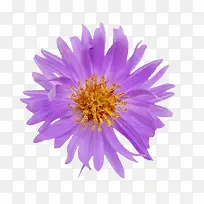 手绘鲜花素材手绘鲜花图片 紫色