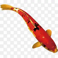 游动的红底金纹鲤鱼