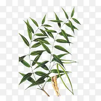 中药材杠柳