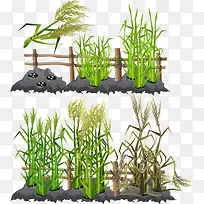 种植的水稻