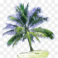 绿色清新夏季椰树
