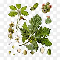手绘植物合集