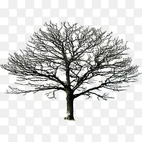 冬季枯树