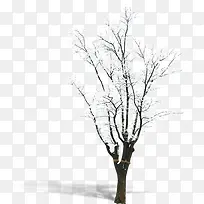 雪中枯树
