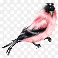 手绘粉色的小鸟