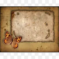 羊皮纸背景与蝴蝶
