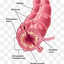 人体大肠结构分析图