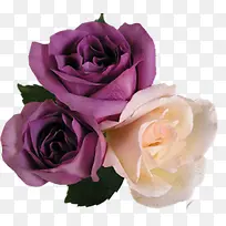 紫色高清玫瑰花朵