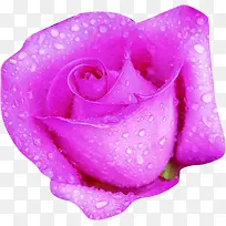 紫色高清露珠玫瑰