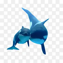 海洋虎鲸