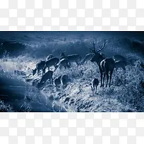 蓝色草地麋鹿鹿群