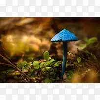 茁壮生长的蓝蘑菇