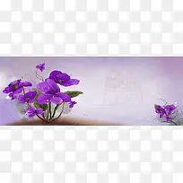 紫色的蝴蝶花背景