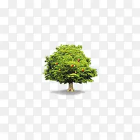 一颗苹果树