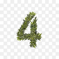 绿叶字母4