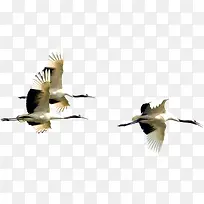 飞翔的仙鹤团队素材