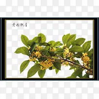 金桂桂花树