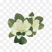 漂亮的栀子花