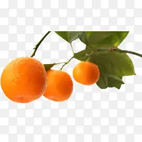 橘子树下载