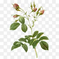 手绘红花