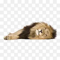 野兽狮子躺着