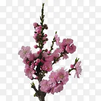 桃花花苞花朵花枝装饰图片