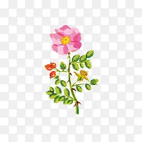 水彩芙蓉图片