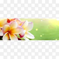 香水唯美花卉背景banner　