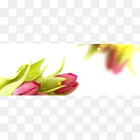 香水花卉郁金香唯美背景banner