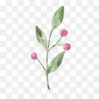 树叶上的花骨朵
