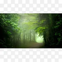 绿色树林迷雾森林