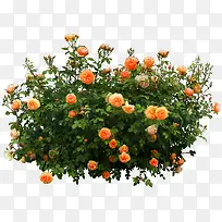 橘色花丛花园装饰图案