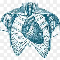人体解剖心脏手绘图