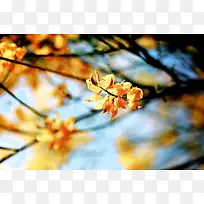 树枝上的黄色杏花海报背景