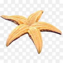 橙黄色海星设计效果沙滩