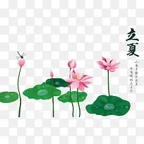 小清新立夏荷花插画