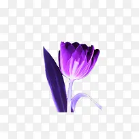 深紫色郁金香图片素材