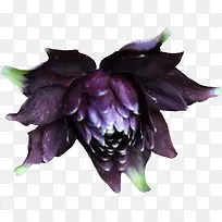深紫色花朵实物