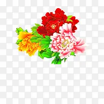 鲜艳的牡丹花图片素材