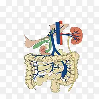 肠道结构图