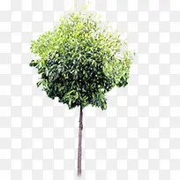创意造型树木景观