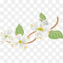 白色美丽春季花藤