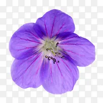 紫色天竺葵花