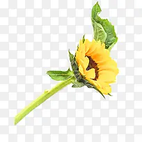 黄色的葵花