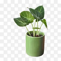 绿色植物