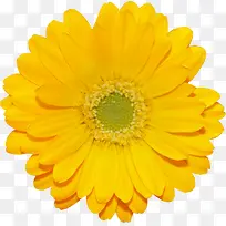 鲜艳的黄色葵花