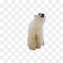 北极熊正面