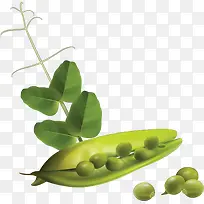 绿色豆子