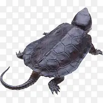 褐色龟壳的海龟