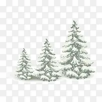 落了雪的松柏树